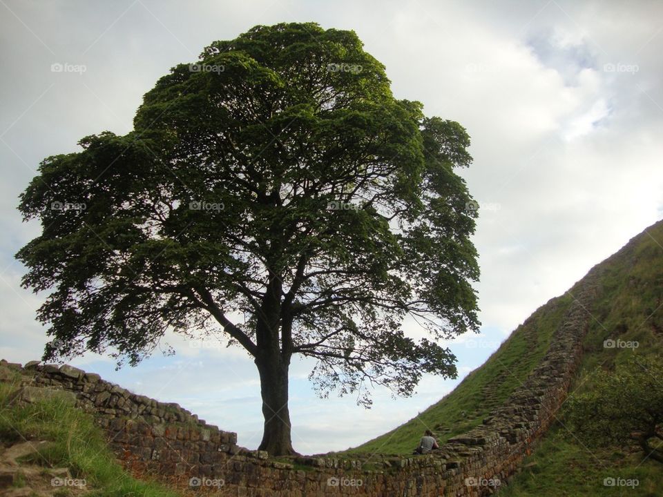 Lonely Tree