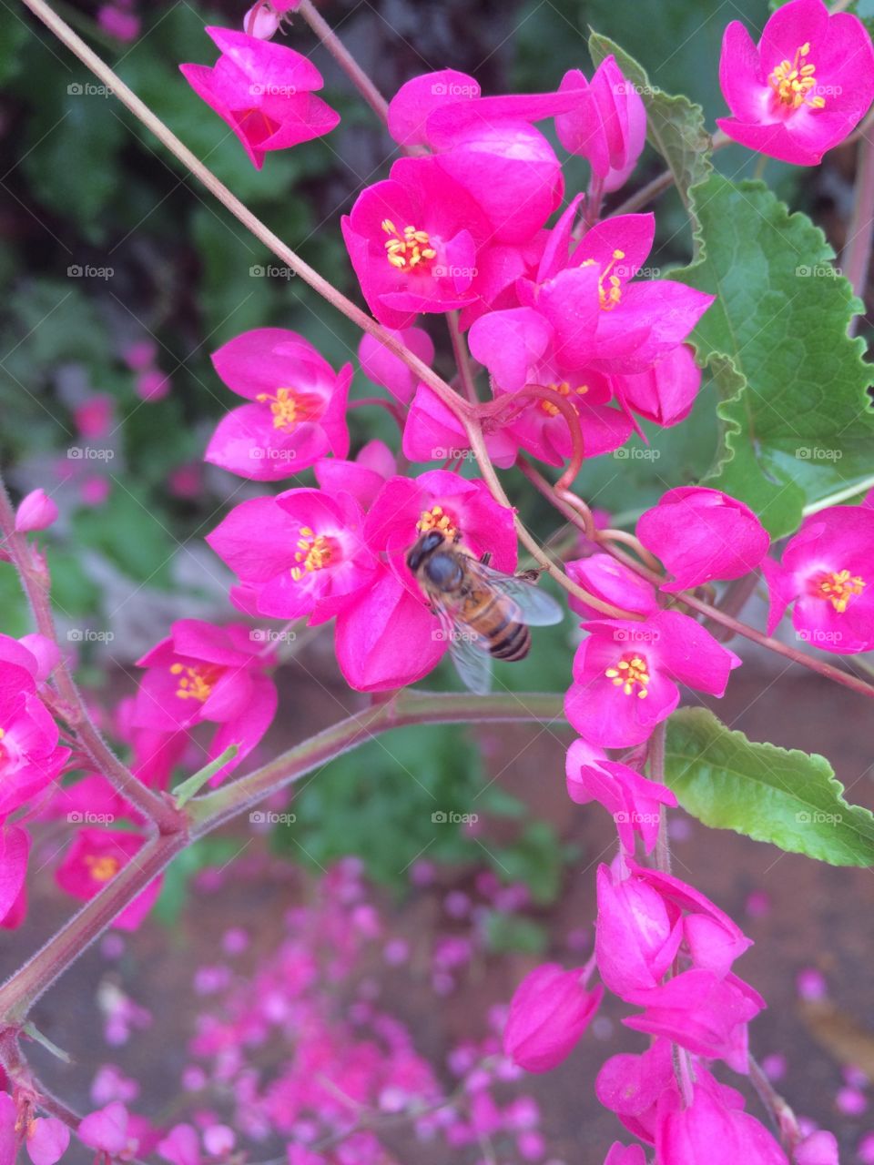 Bee on flower. . Pink flower. 