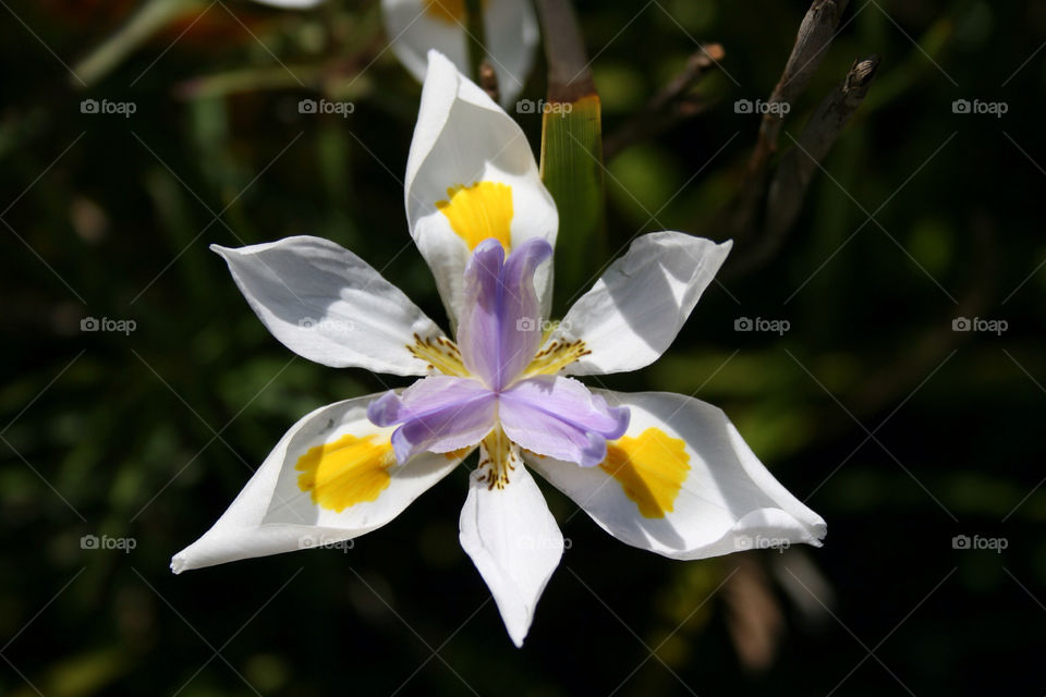 flower plant beautiful iris by tidbury