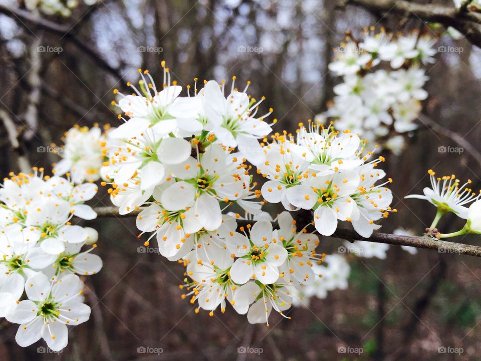 White flowers blooming in spring