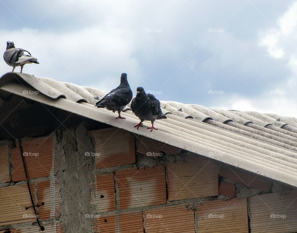 Pombos no telhado