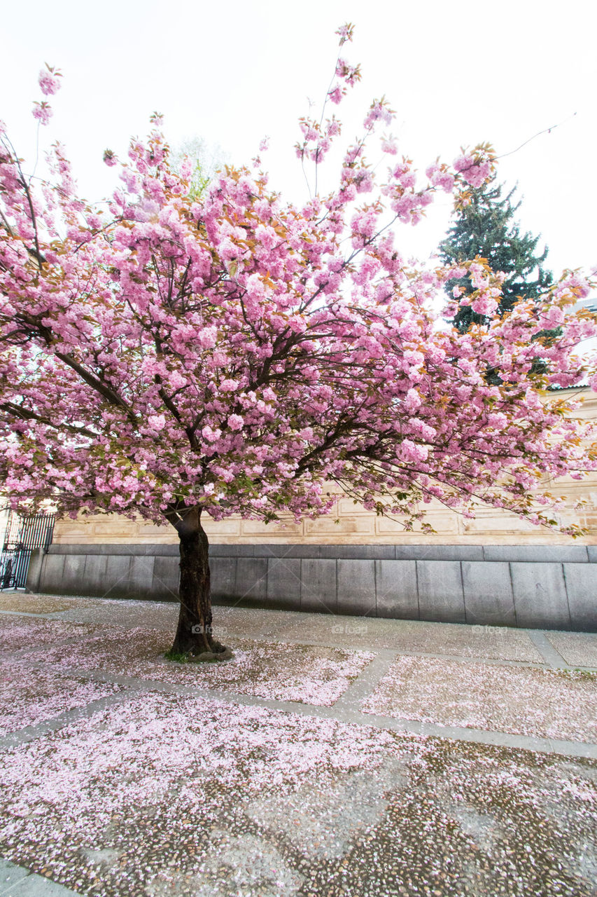 Cherry blossom tree in courtyard