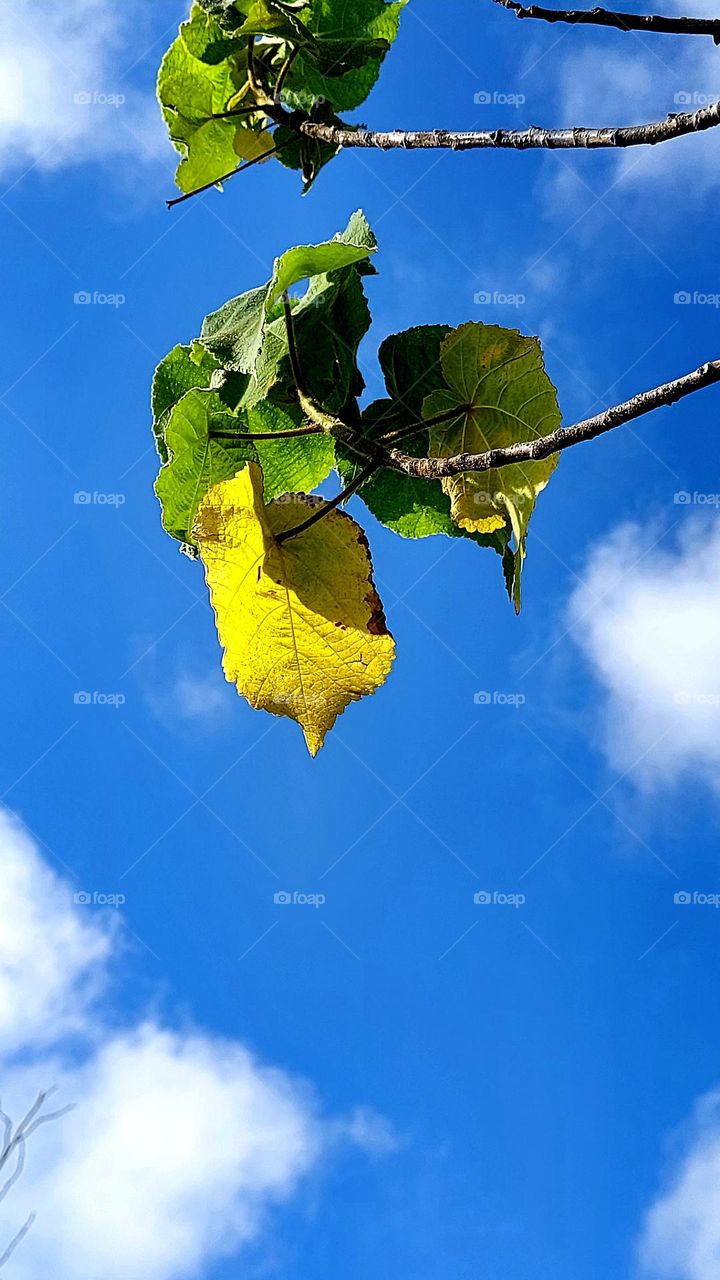 Um detalhe do galho em contraste com o céu azul inspira poesia.