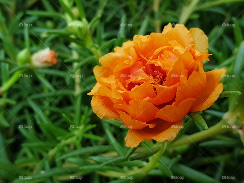 the Portulaca Grandiflora