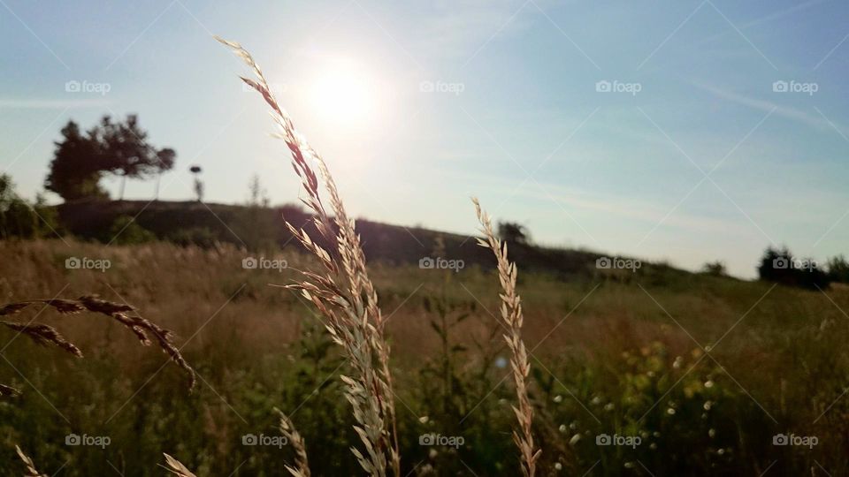 forest view location