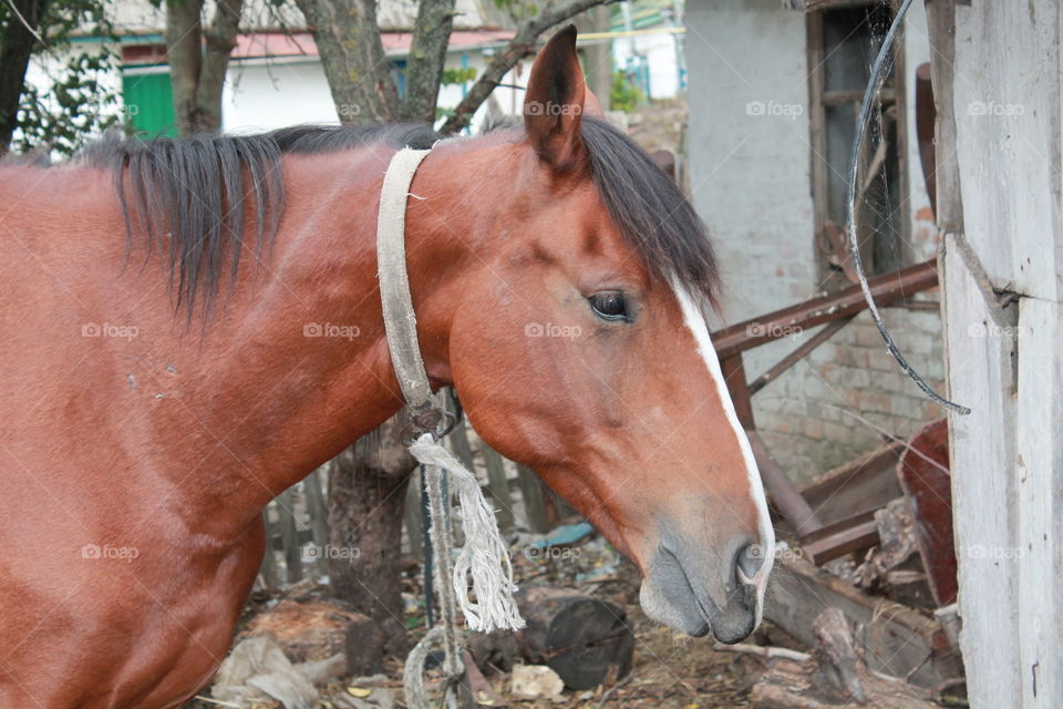 Mammal, No Person, Stable, One, Horse