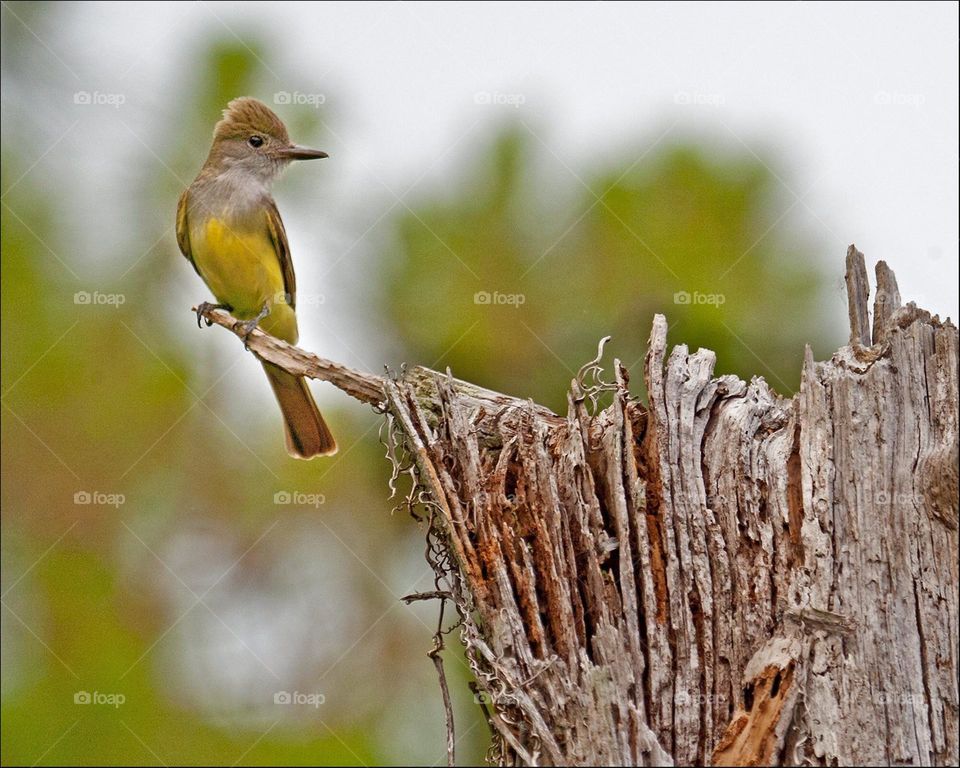 Lovely yellow Flycatcher.