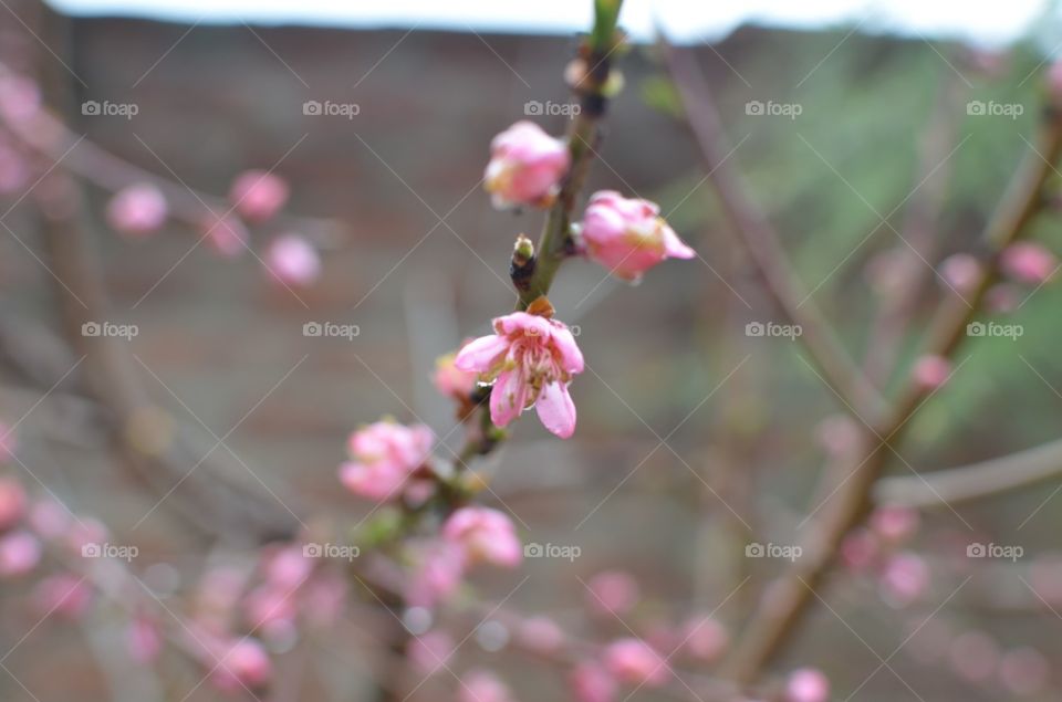 blossoms