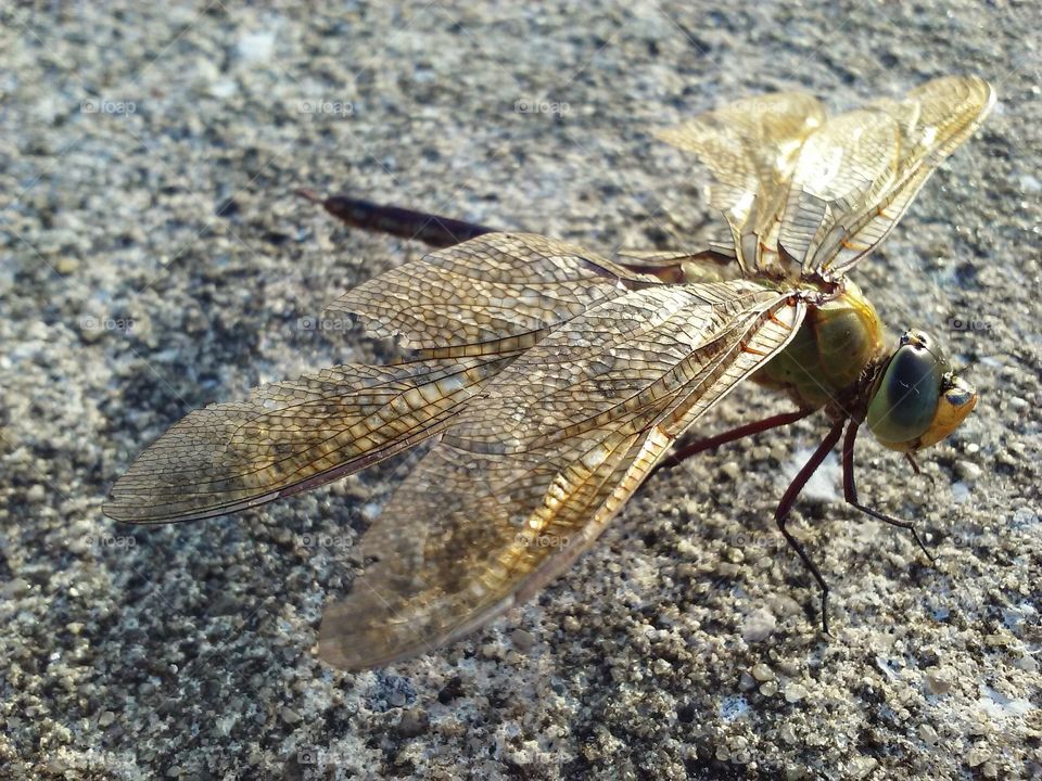 Dragonfly