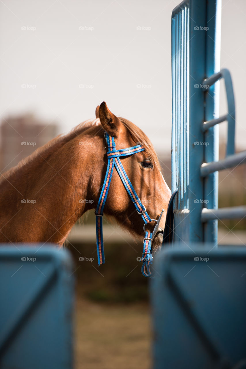 shadow on horse face