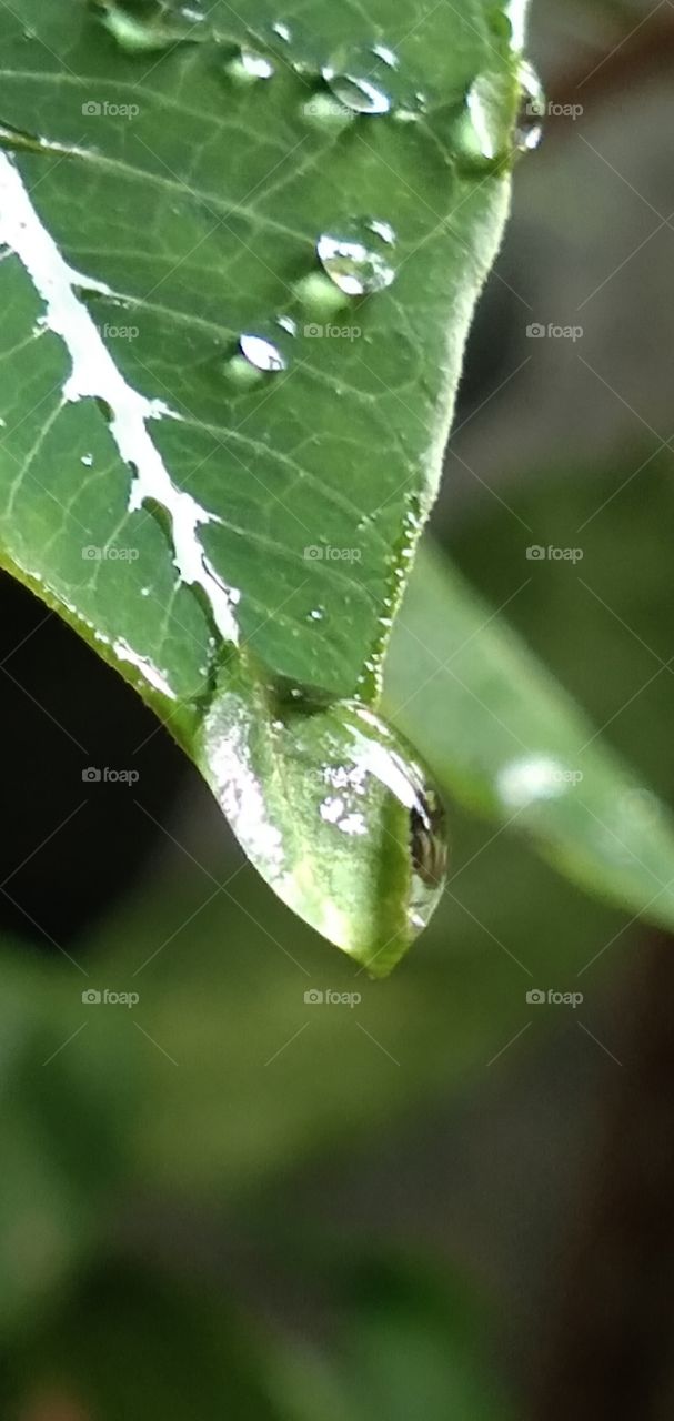 raindrops on the leaves