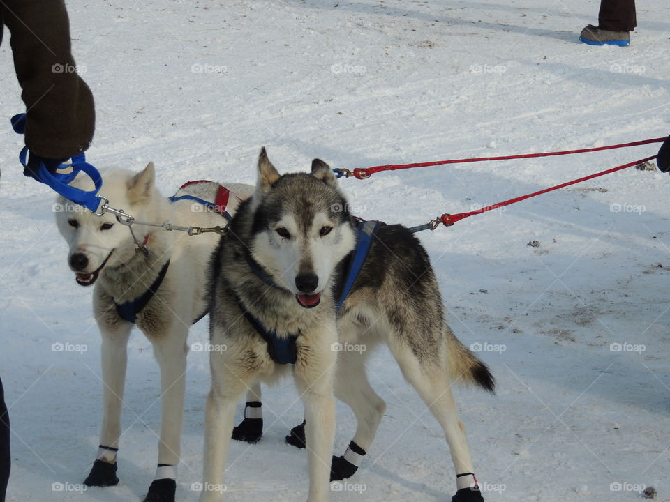 Sled dogs preparing for a race