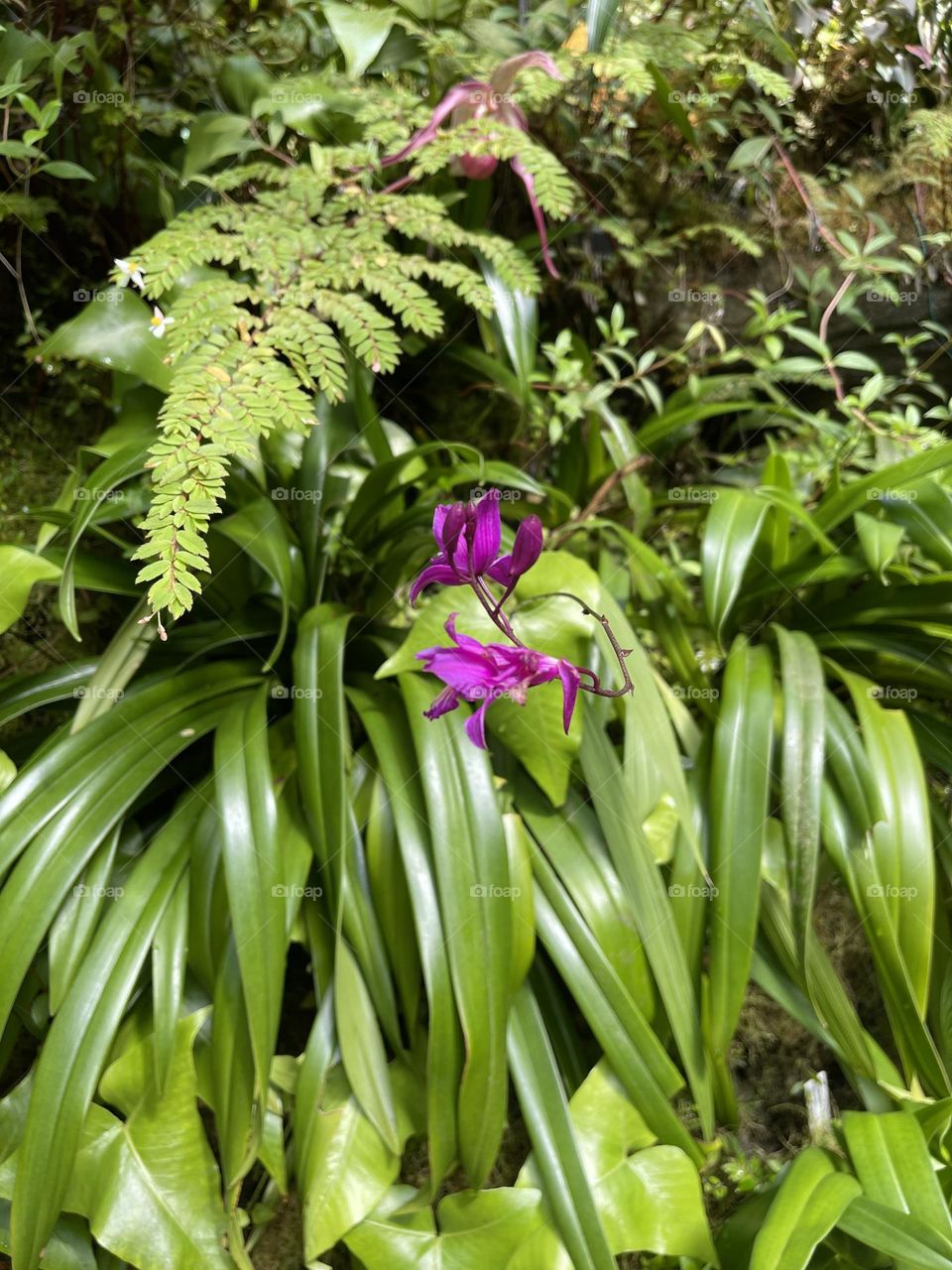 Beautiful purple orchid 