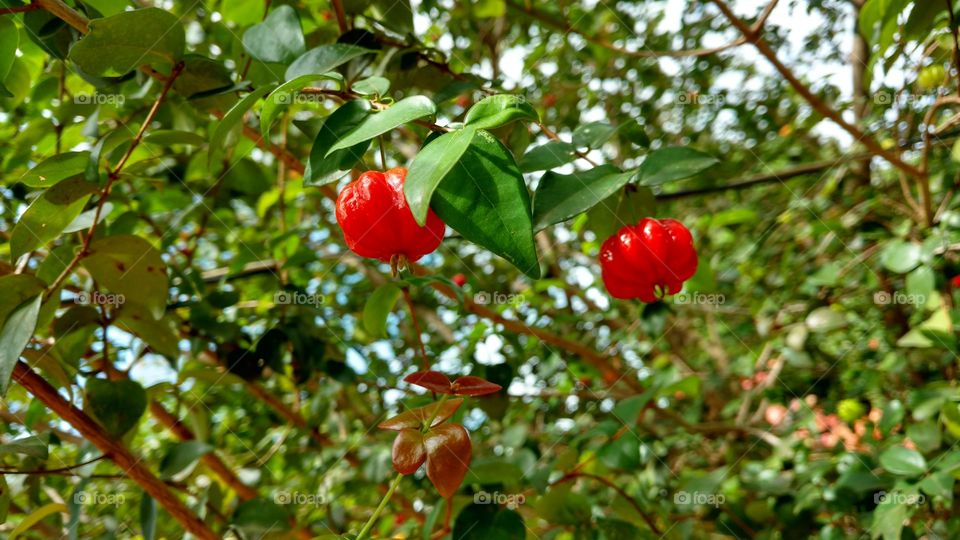 Pé de Pitangas lindas e deliciosas.