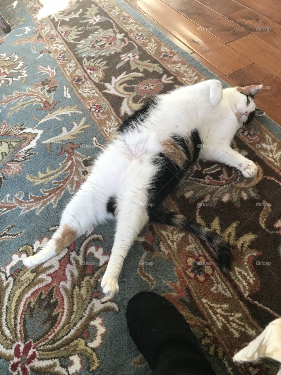 Total stretched out and relaxed 