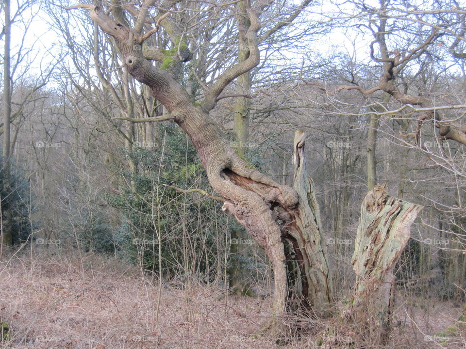 Very Old Oak Tree