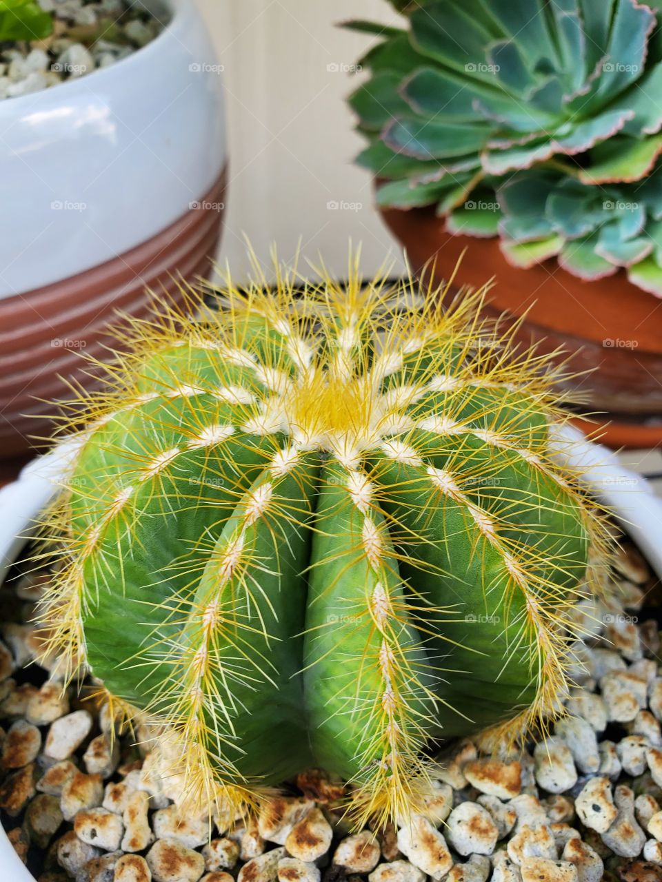 Cactus