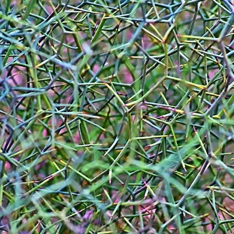 plants
