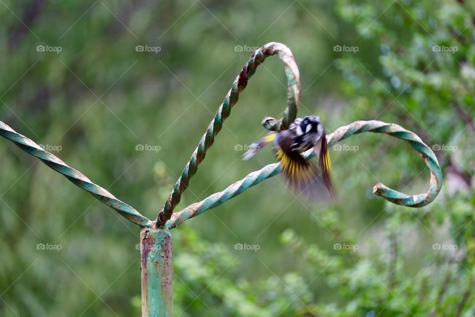 White cheeked Australian Honeyeater bird in flight coming off wrought iron post perch in garden blurred green background foliage outdoors 