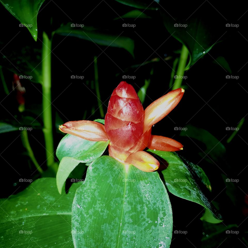 Red ginger plant