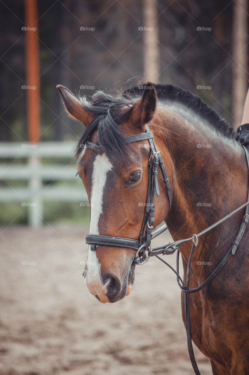 Chestnut horse in work