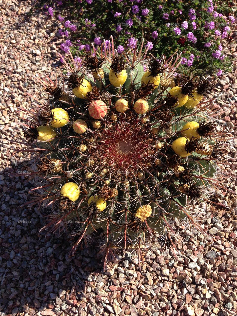 Round flower. Tucson plant