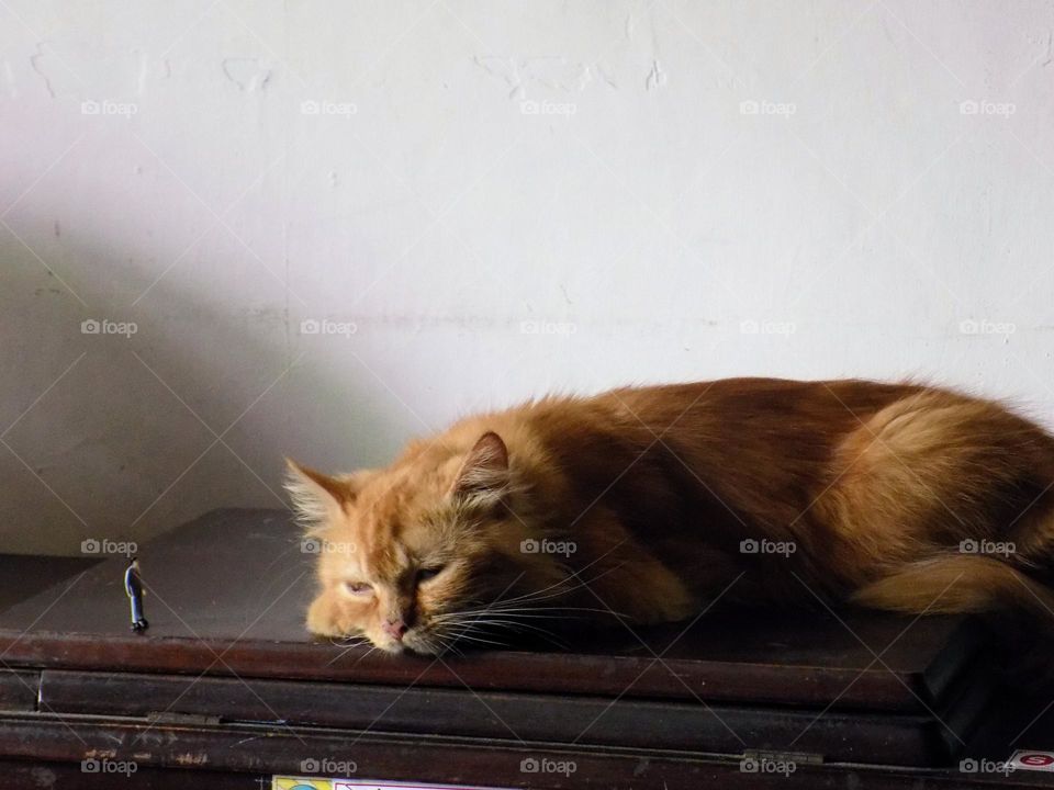 From the world of liliput, sleeping cats