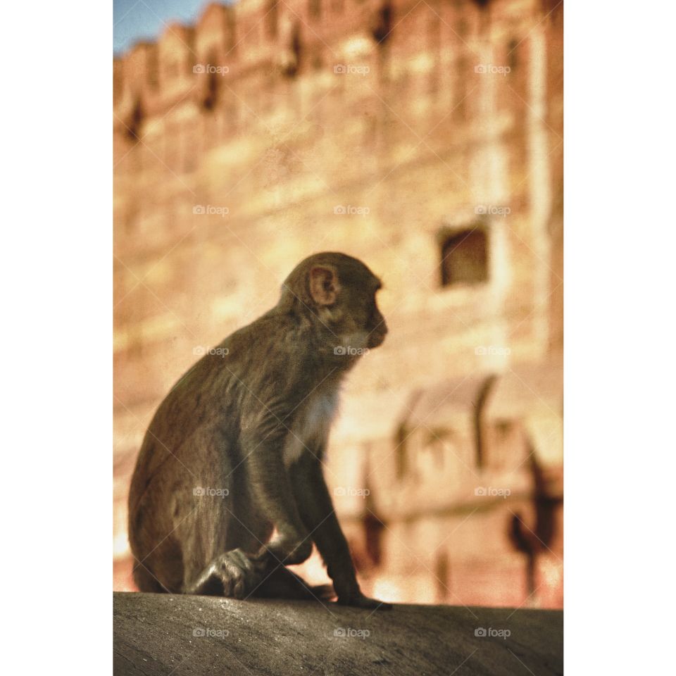 A macaque contemplates his attack of Agra Fort, Uttar Pradesh, India. A macaque contemplates his attack of Agra Fort, Uttar Pradesh, India