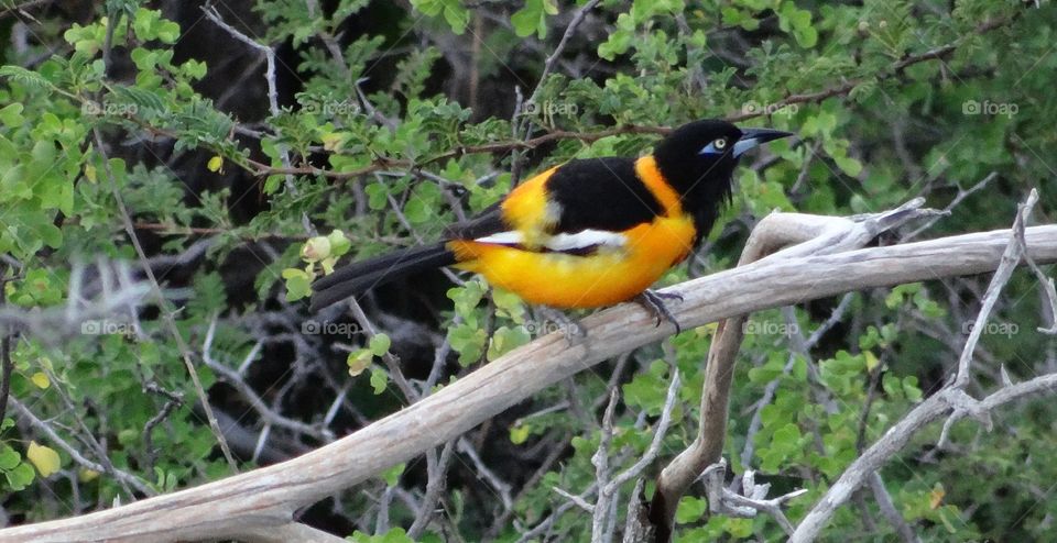 Trupial Bird Curaçao Dutch Caraïben