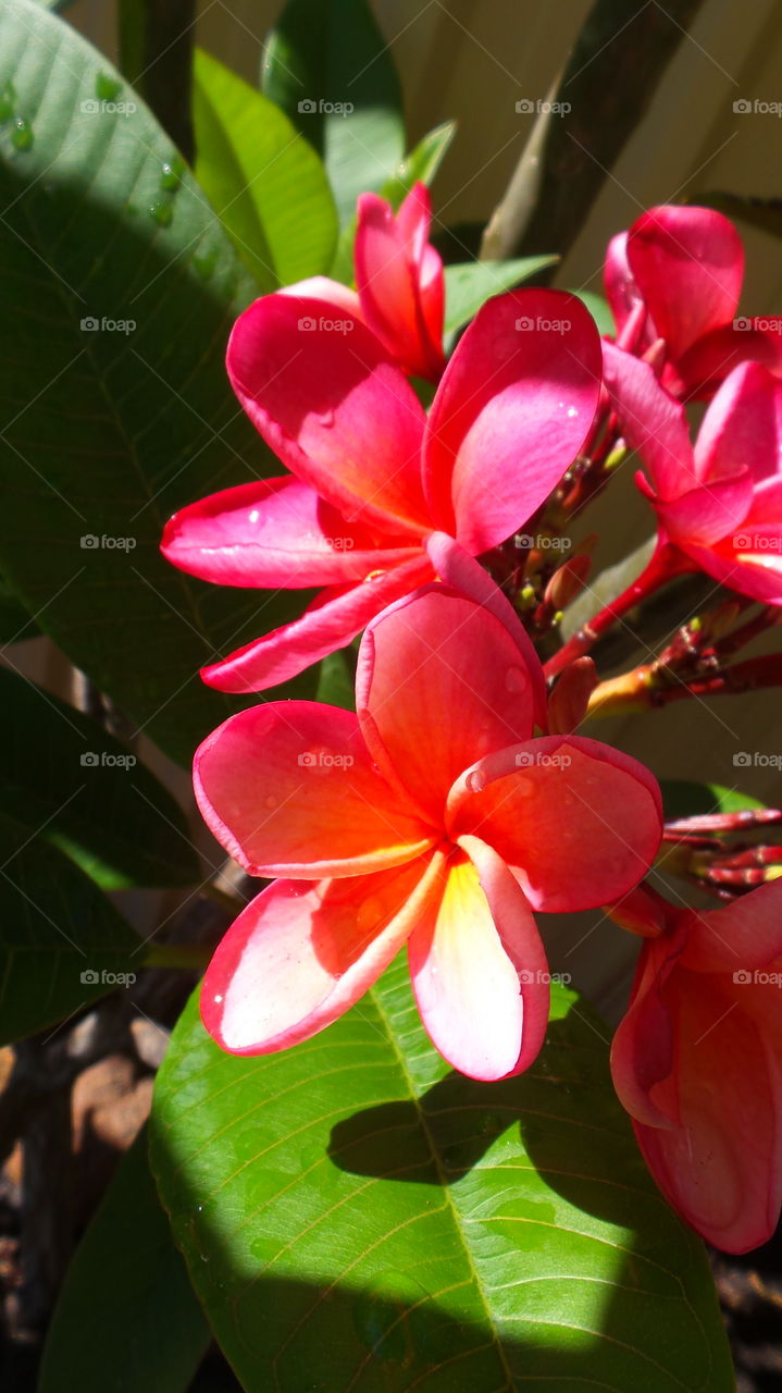 pink frangipani