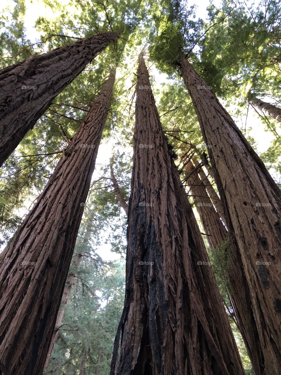 Muir Woods