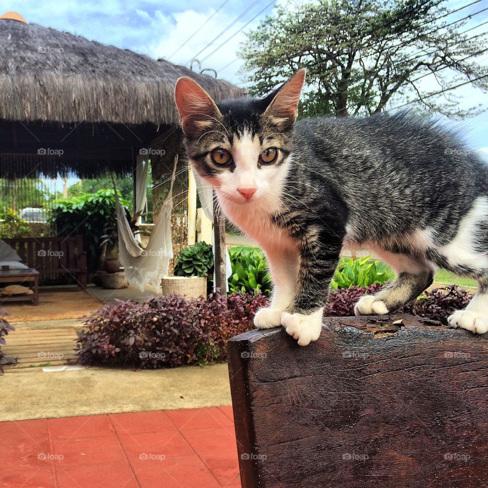 Cat at Noronha