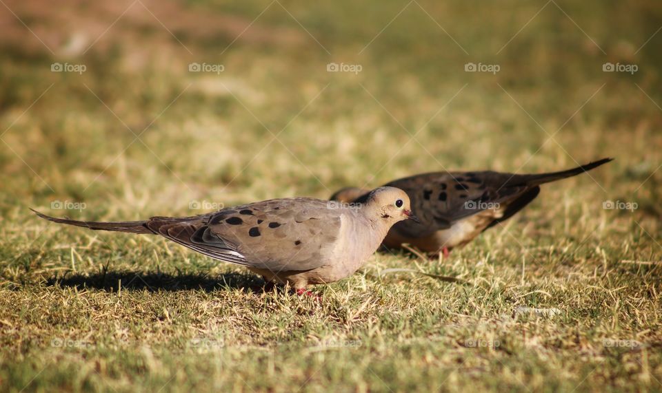 two pigeons on the ground