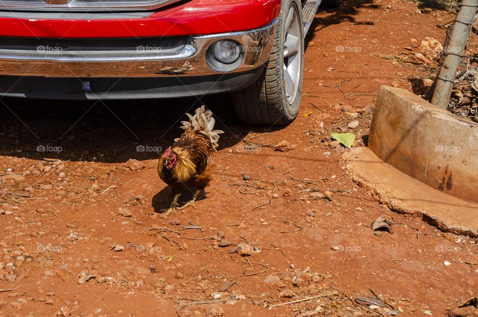 Cock Walking In Front Of Motor Vehicle