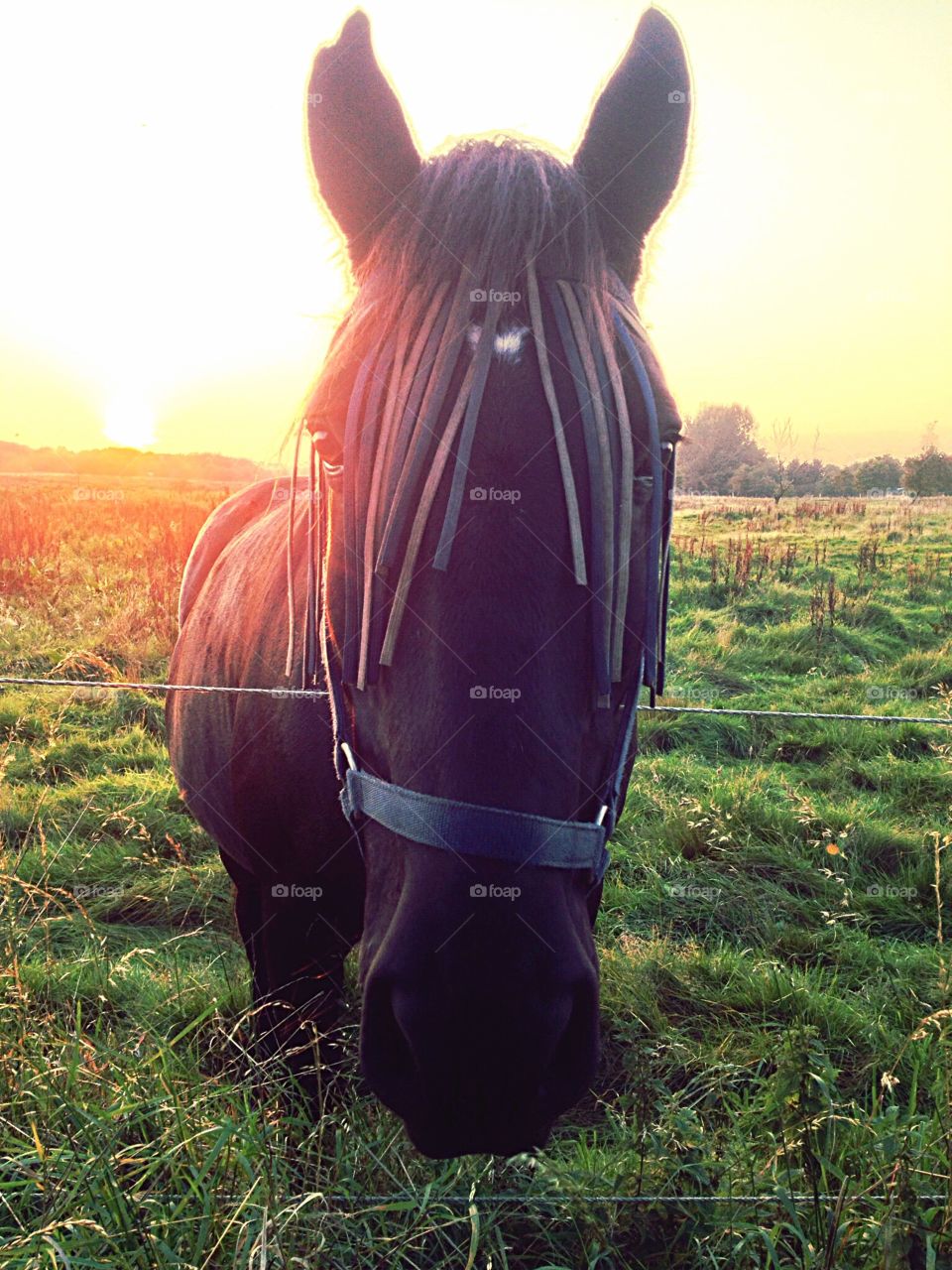 Sunset horse 