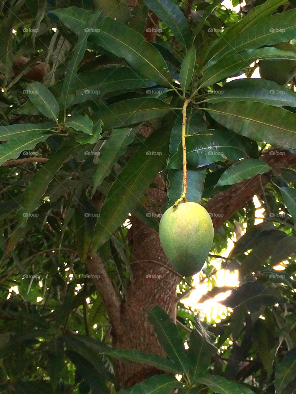 Free Food. Mangos grow wild everywhere so anyone can have a bite.