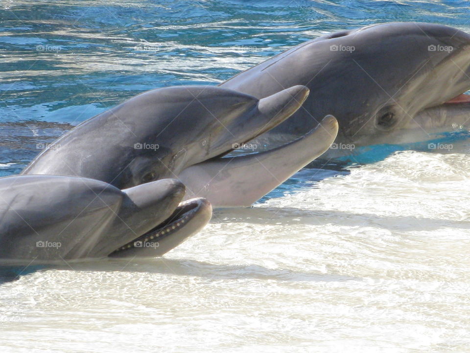 Dolphins Close Up