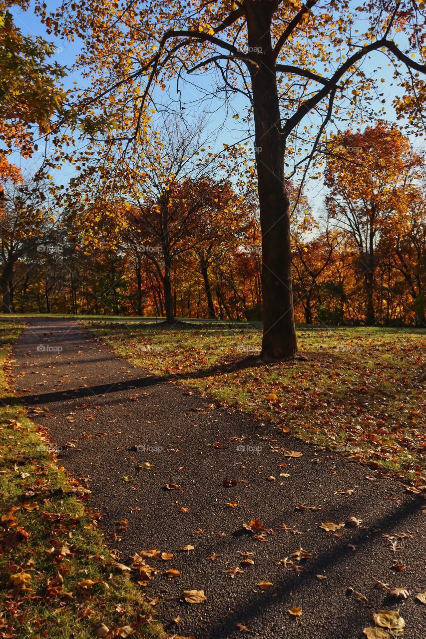 Autumn in the park