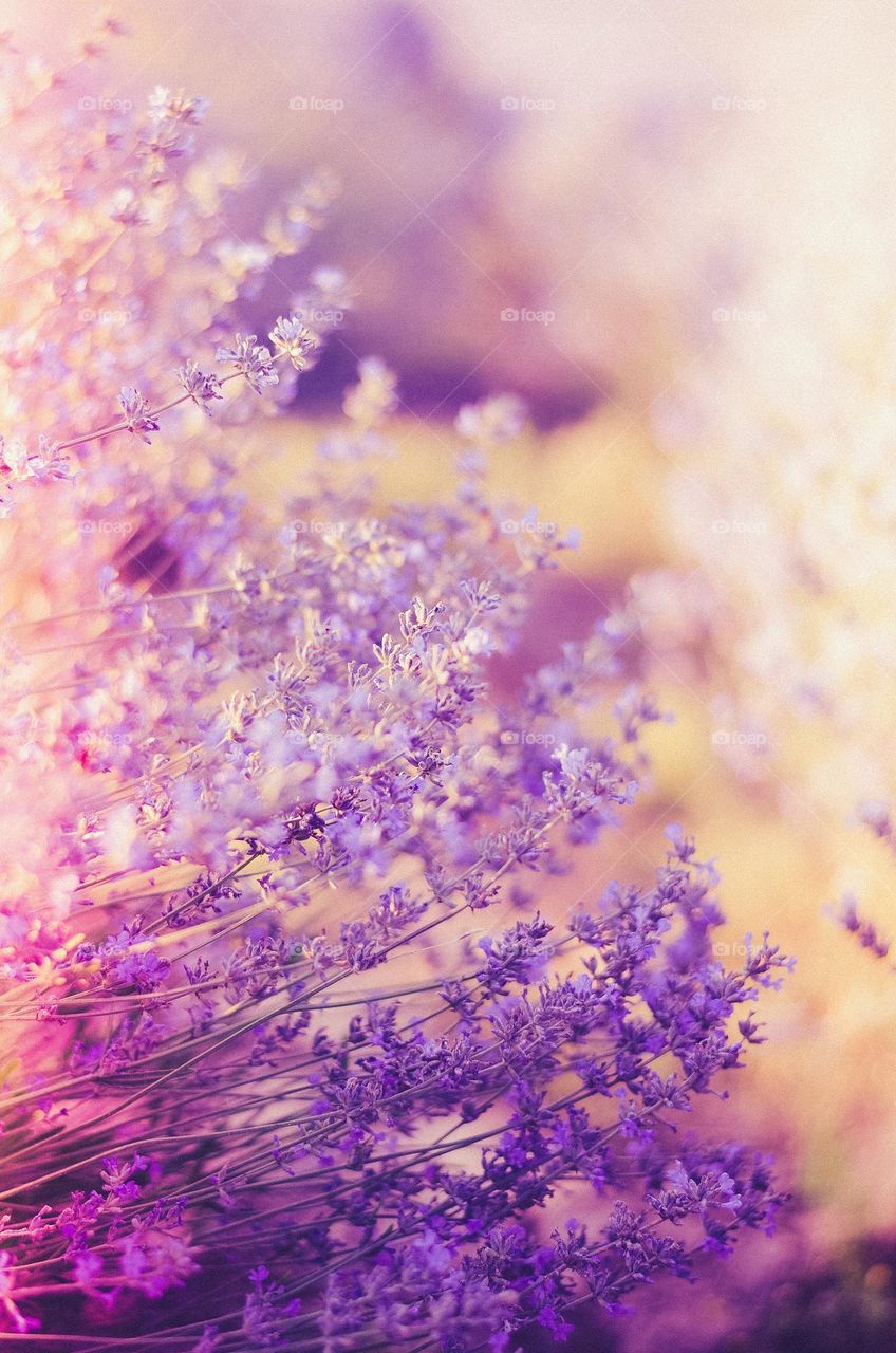 Purple tenderness, lavender