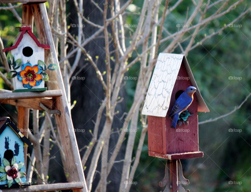 Eastern bluebird perched at birdhouse