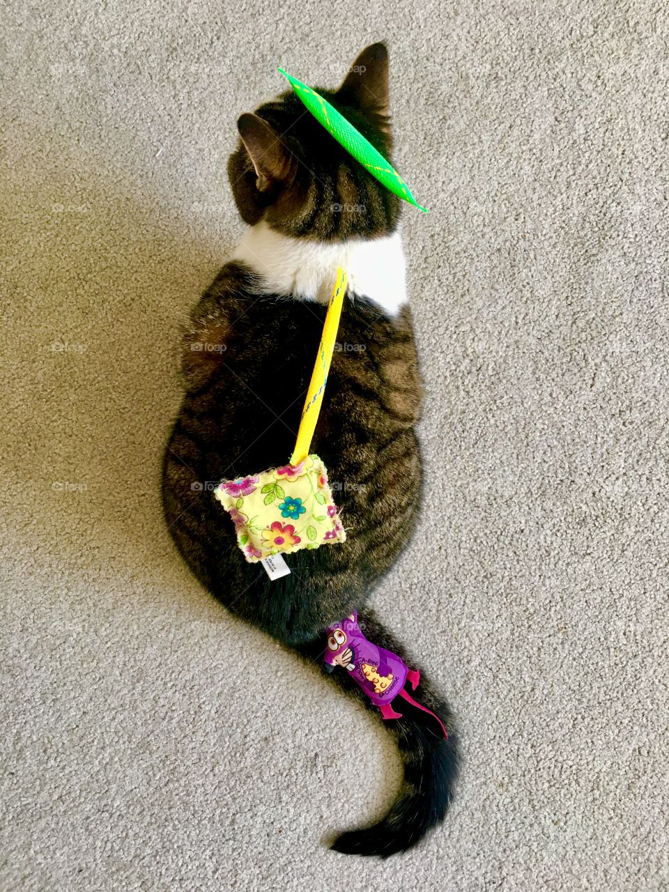 She doesn’t seem to mind having toys put on her