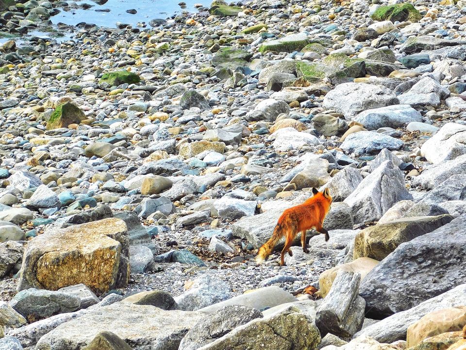 Fox sighting at the beach..