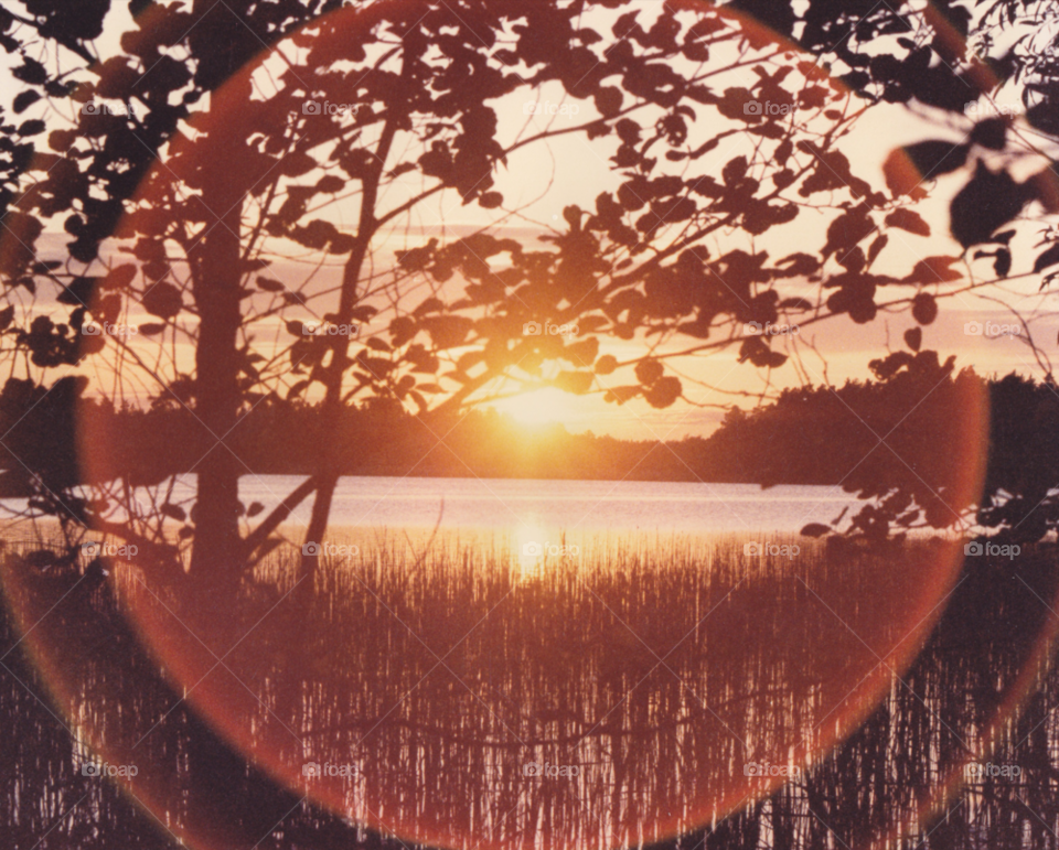 nature tree sunset water by MagnusPm