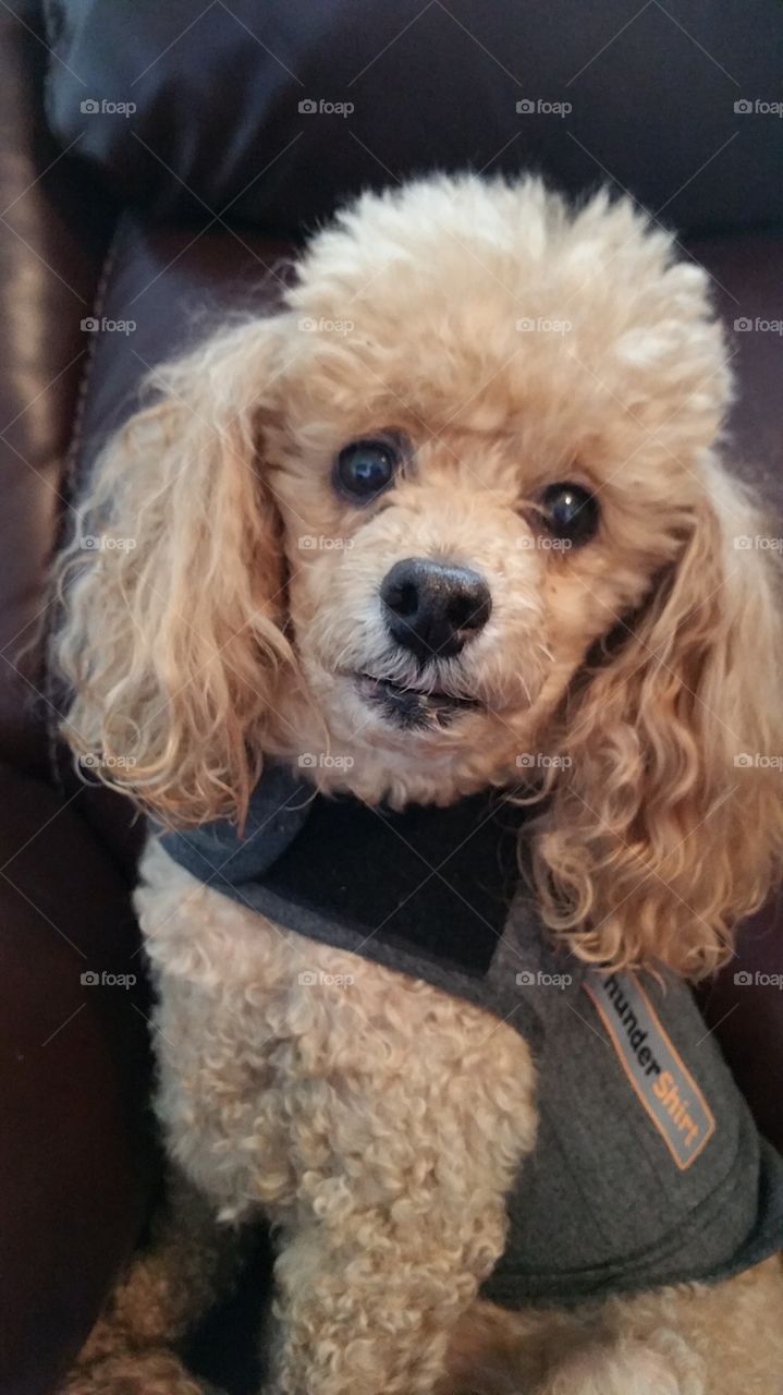 Sitting in Daddy's Chair - close up (apricot toy poodle)