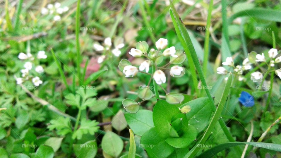 A small white flower