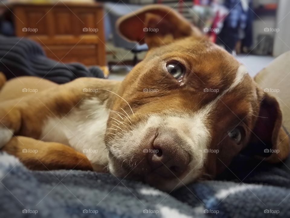 Sweet pit bull Catahoula mix puppy looking up sweetly snuggling with me in winter blaze face brindle red nose