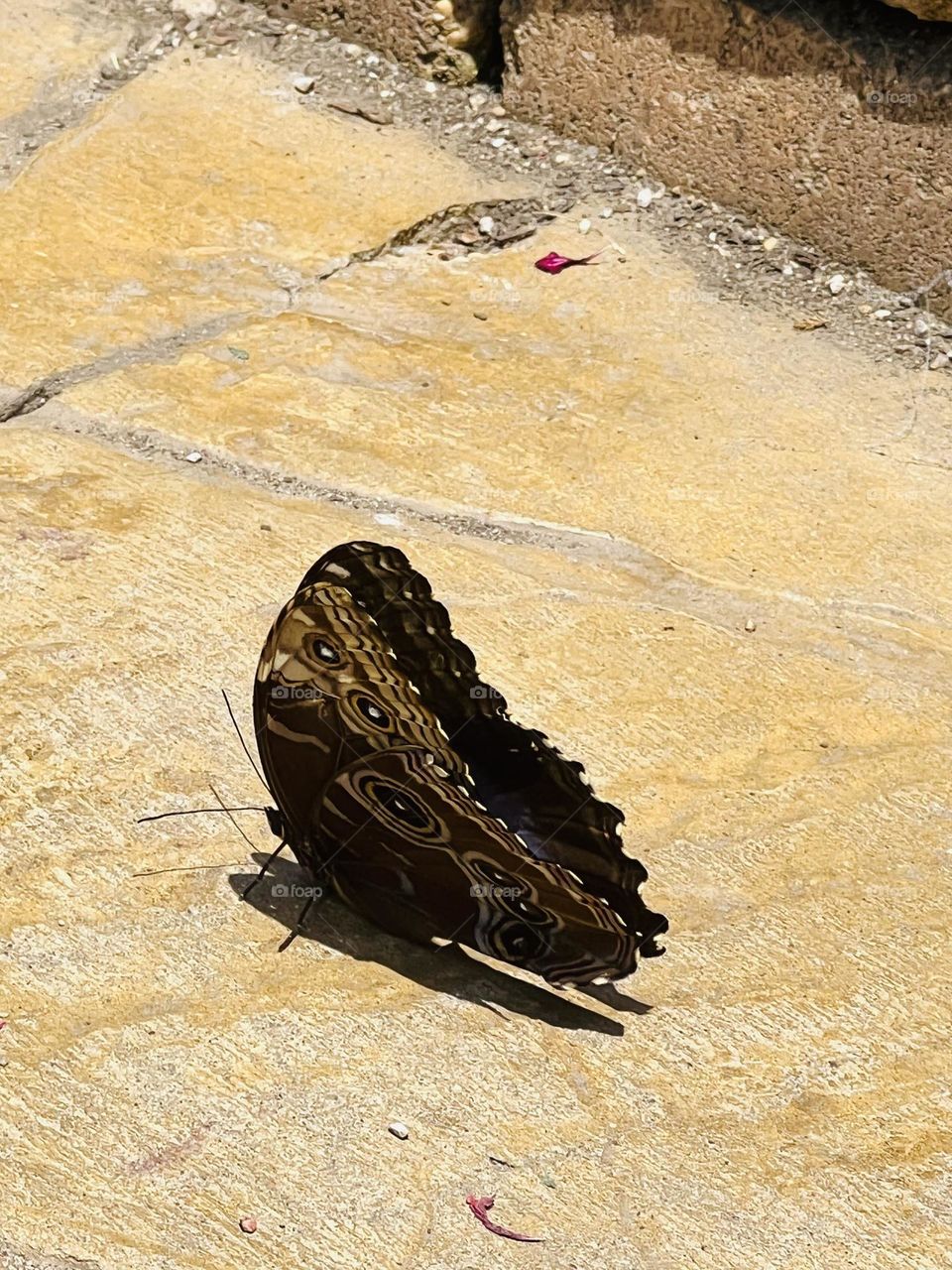 Butterfly resting 