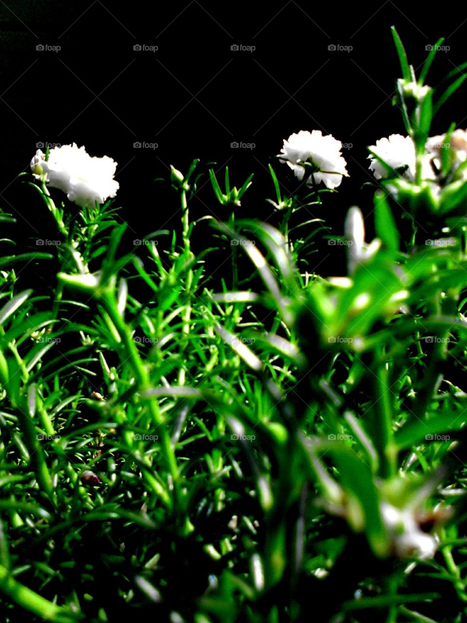 white flower in my little garden
