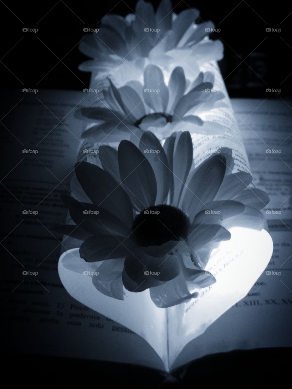 The book, whose sheets are stacked in the form of a heart and upstairs are three flower