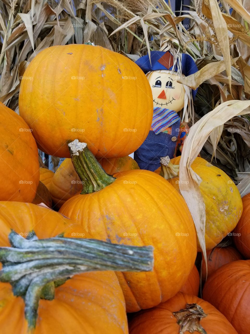 scarecrow amongst the pumpkins